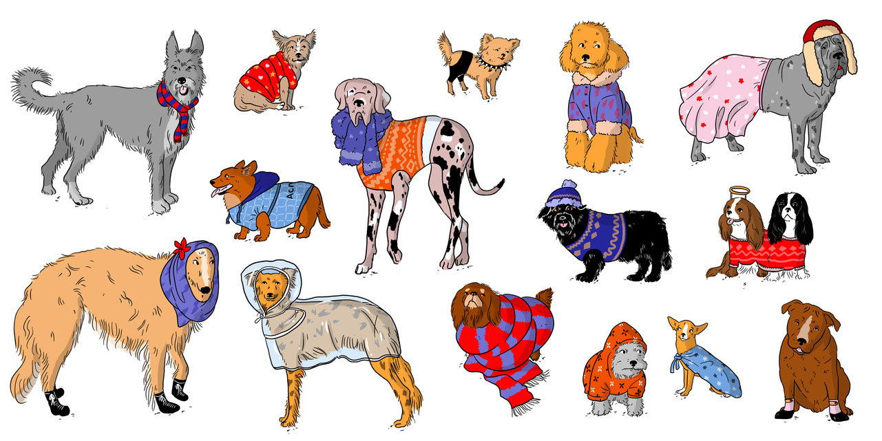 dogs wearing funny outfits
