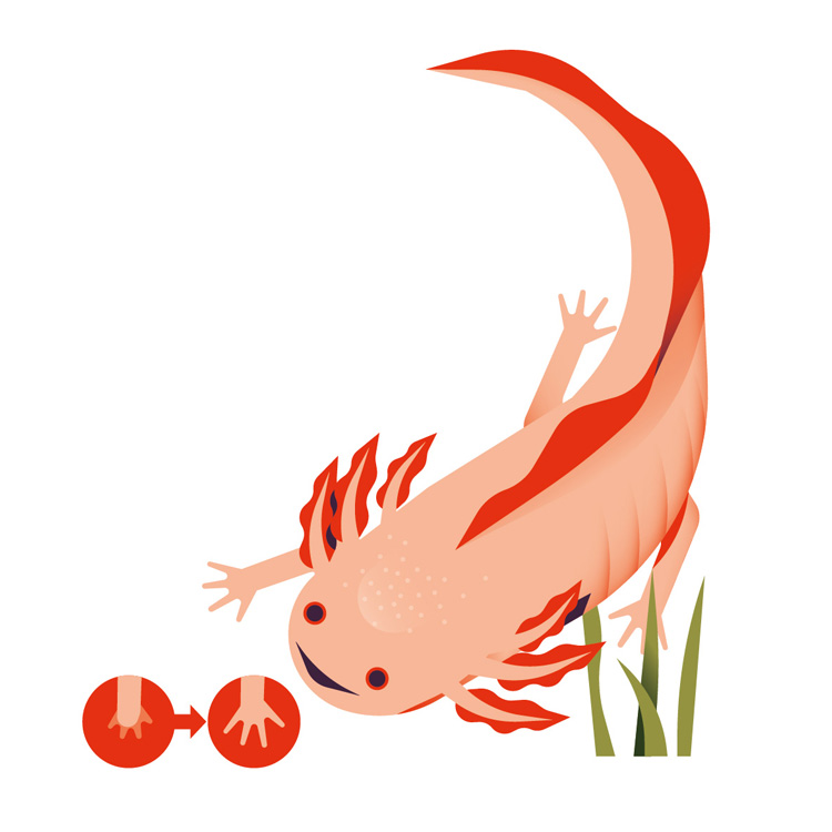 axolotl 