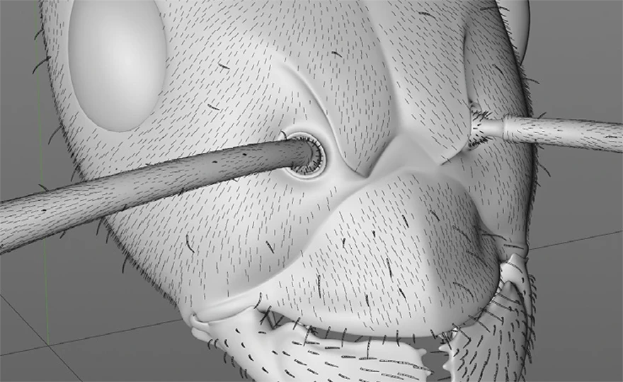 hair details of 3d head of an ant 