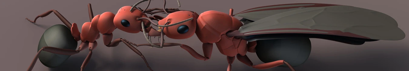 3d model of 2 ants 