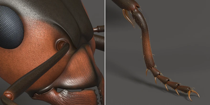 ant detail of head and leg 
