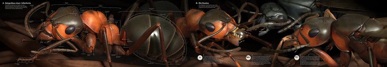 ant anatomy and feeding queen ant 