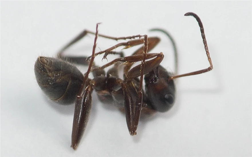 dead ant 