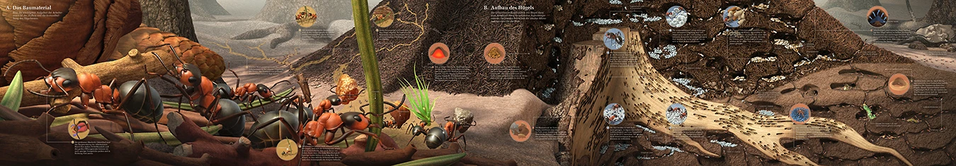 ant hill in different seasons 