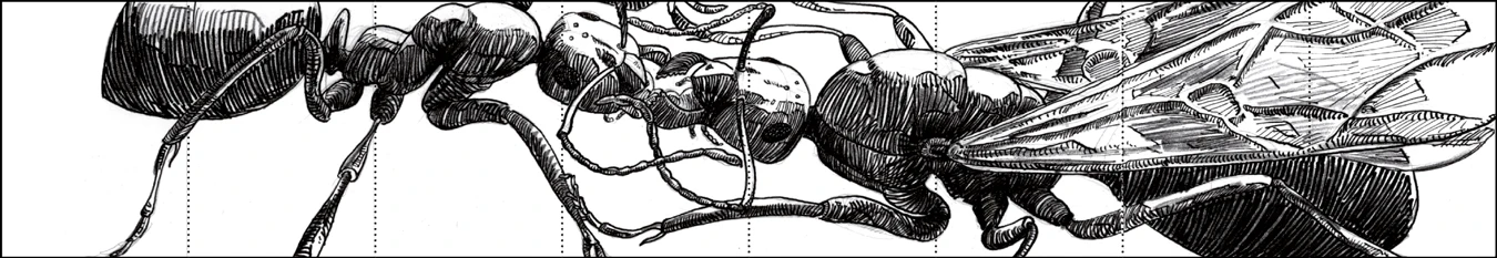 Sketch of 2 ants feedign 