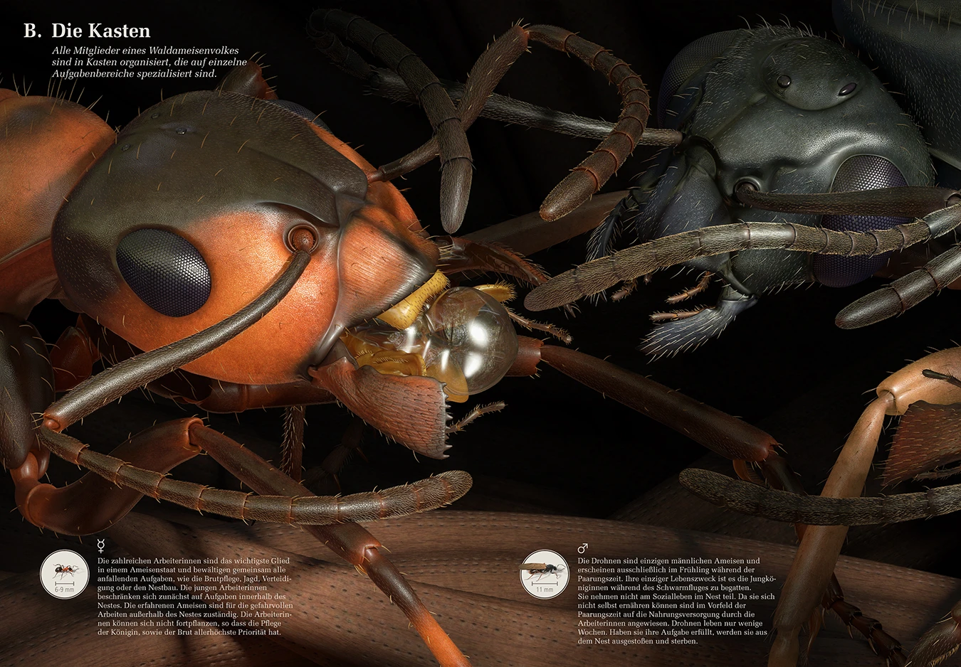 feeding queen ant 