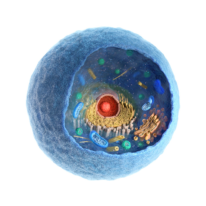 open stem cell