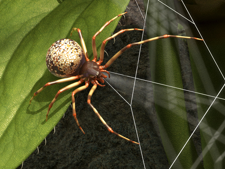 spider on a leaf 