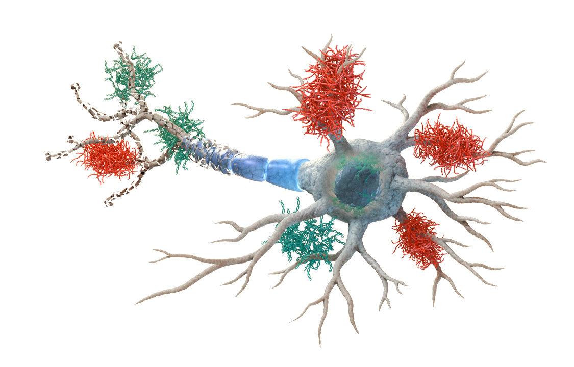 nerve cells