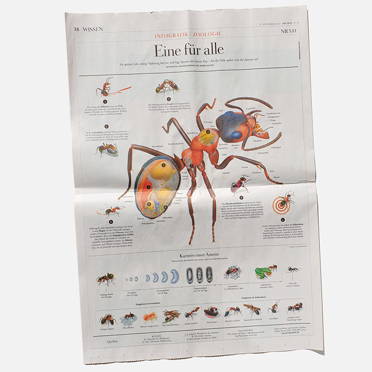 red ants infographic