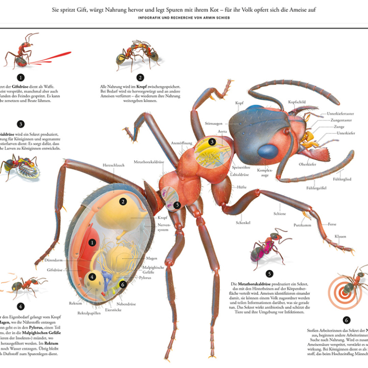  / Infografik Ameisen