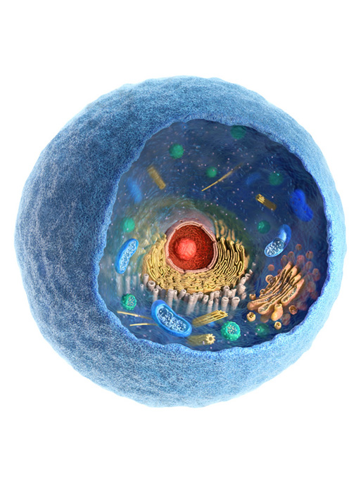 Armin Schieb / stem cell