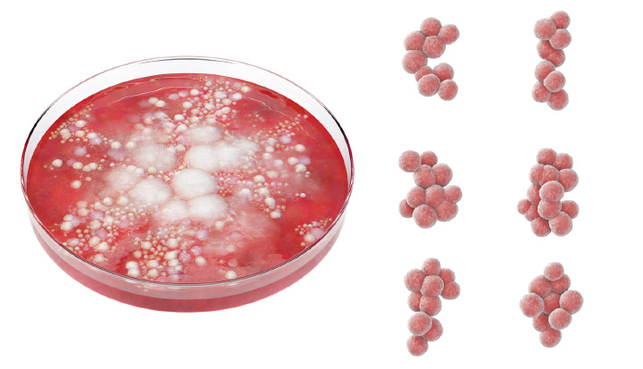 bacteria in petri dish