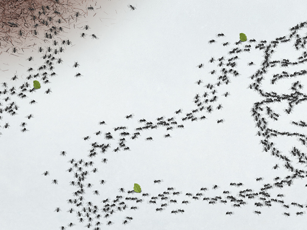 close up of an ant street
