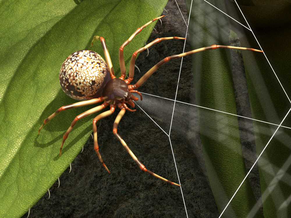 spider on a leaf 