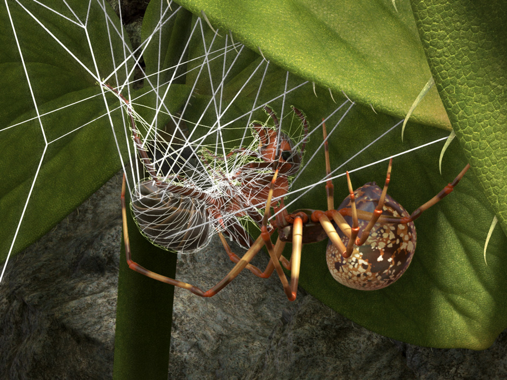 spider wraps an ant in its web