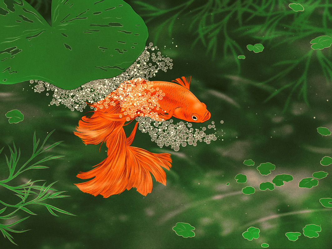 red fish in pond