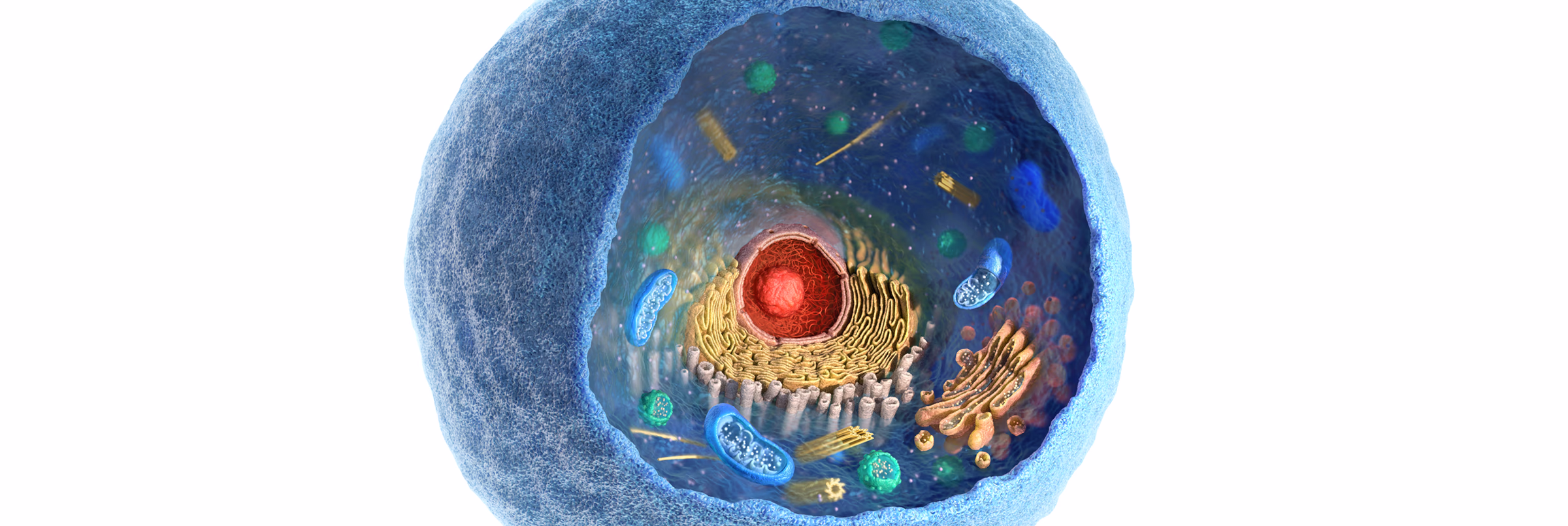 Cut-away view of the internal structure of a human cell. Including the nucleus, organelles and plasma membrane.